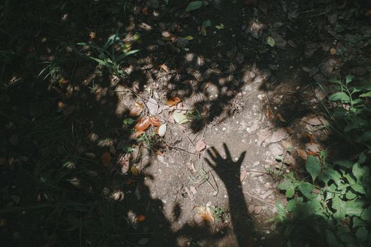 A hand's shadow on a sunlit forest floor amidst leaves and plants.