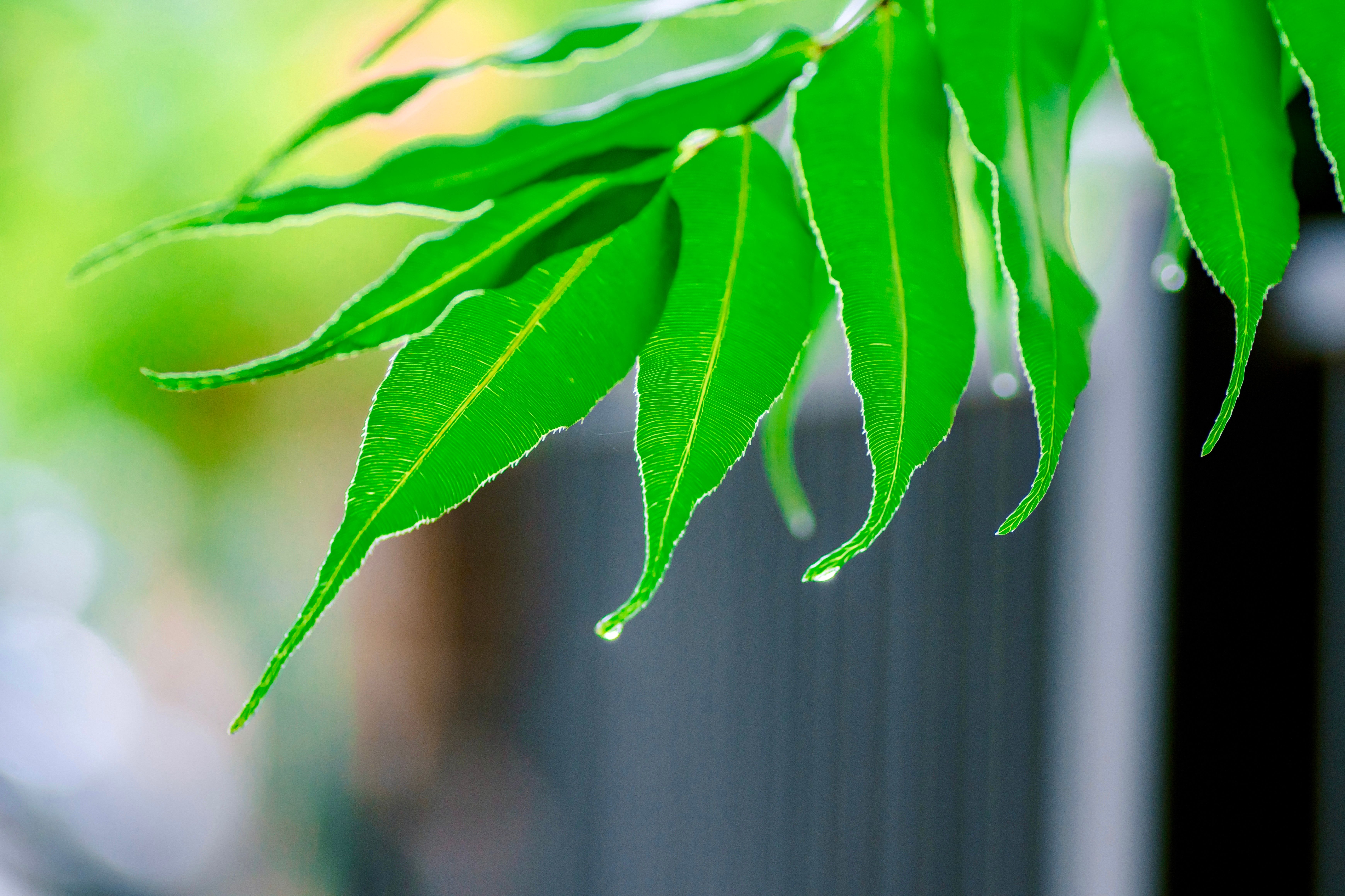 Vibrant Green Leaves with Dew Drops in Focus · Free Stock Photo