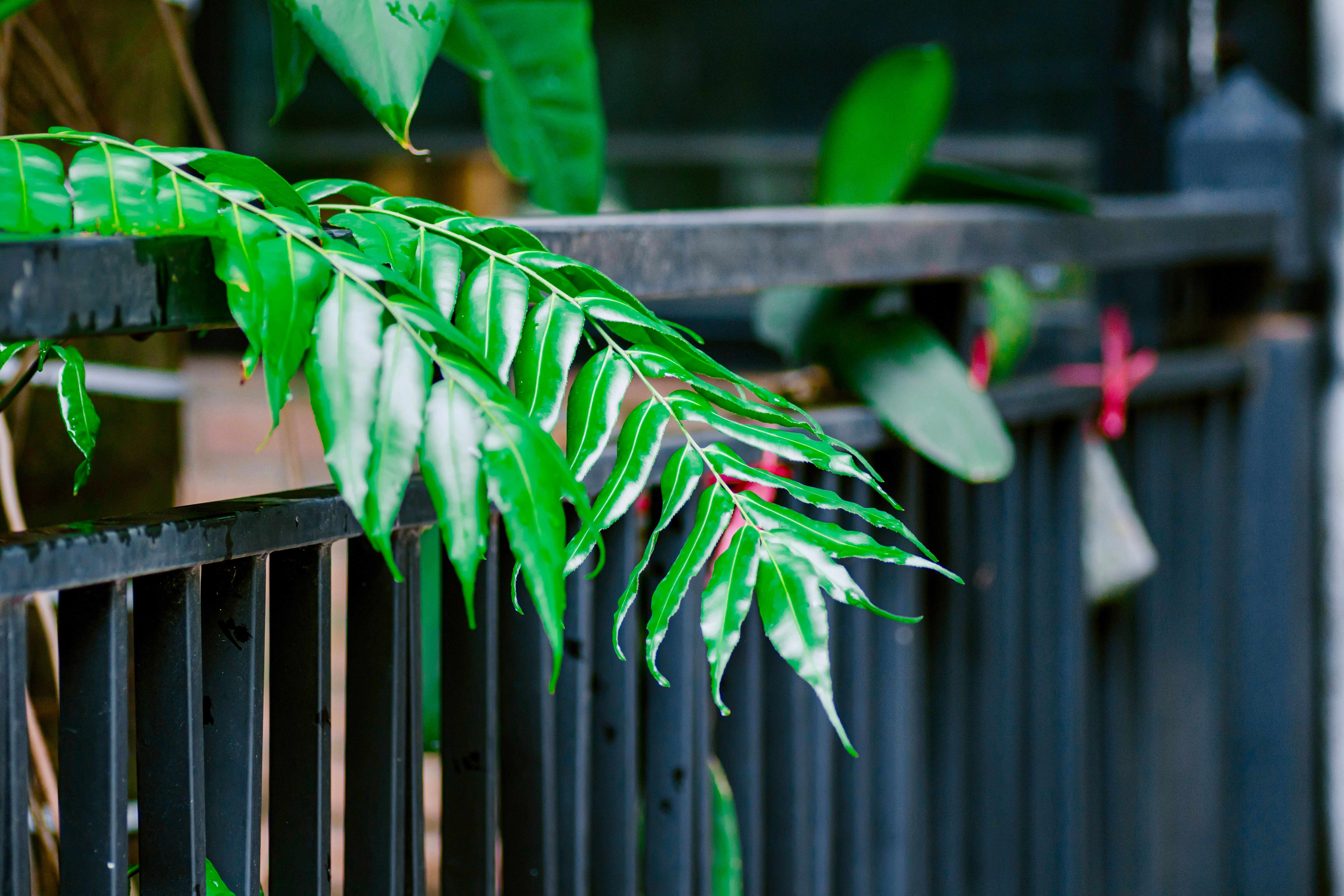 Fence and Decking Painting in Battersea — surfaces prepped and cut in by hand