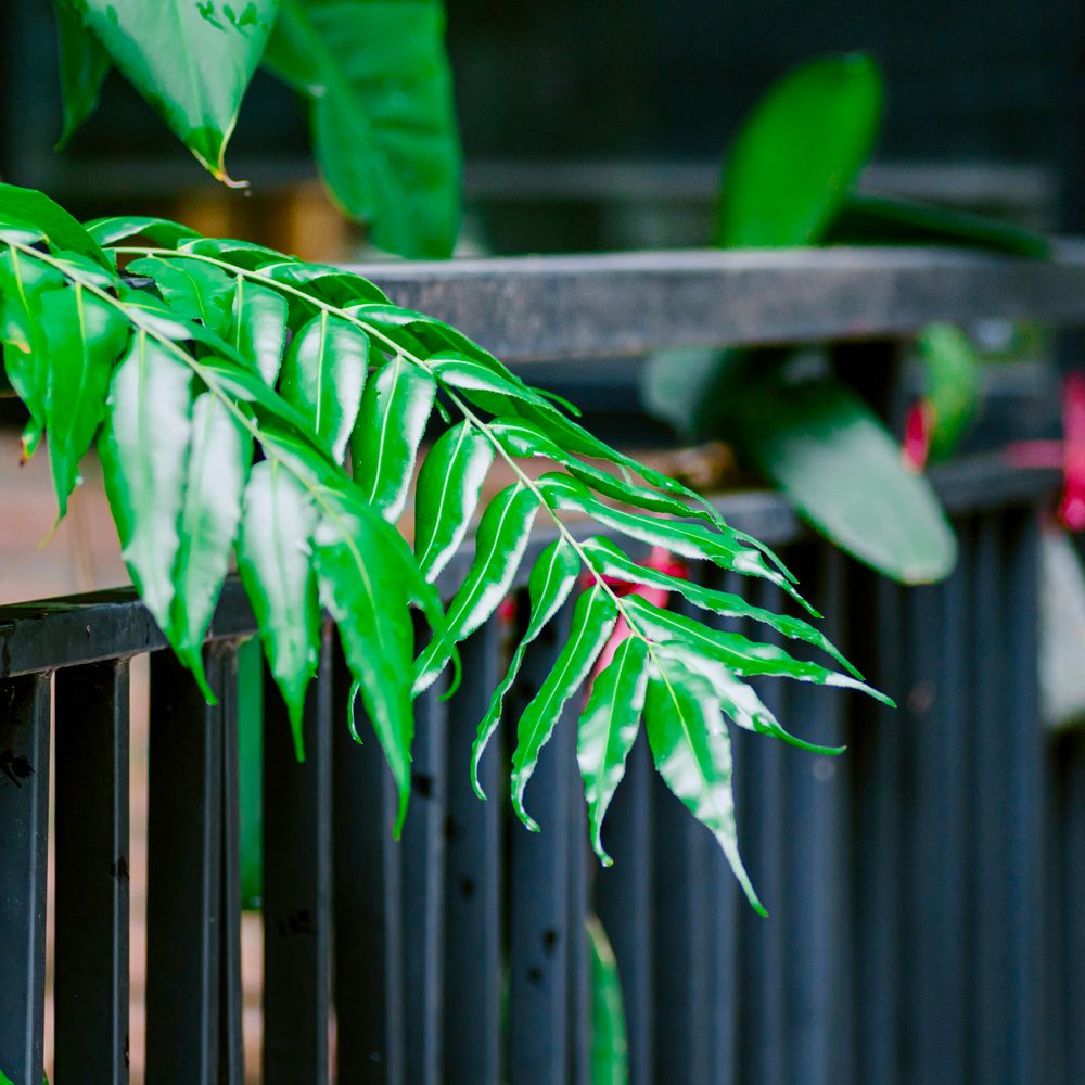 Fence and Decking Painting in Battersea — surfaces prepped and cut in by hand