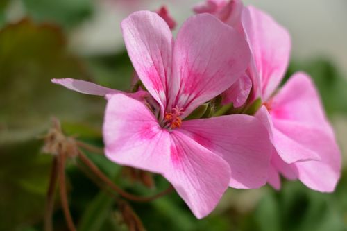 Free Vibrant pink geranium flowers with detailed petals in focus, perfect for floral themes. Stock Photo