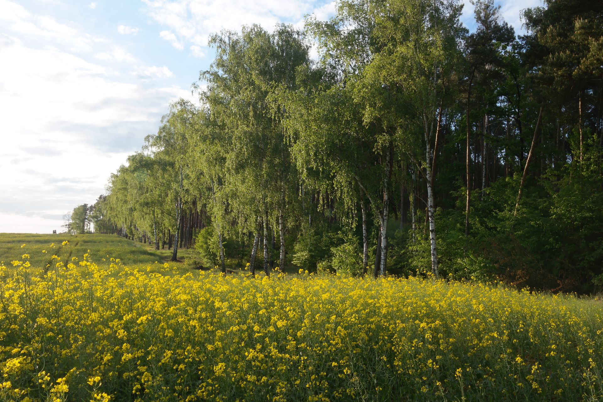 Peaceful meadow with yellow flowers and birch trees on a sunny spring day.