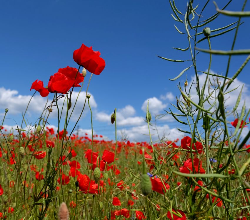 Vibrant Field of Red Poppies Under Blue Sky · Free Stock Photo