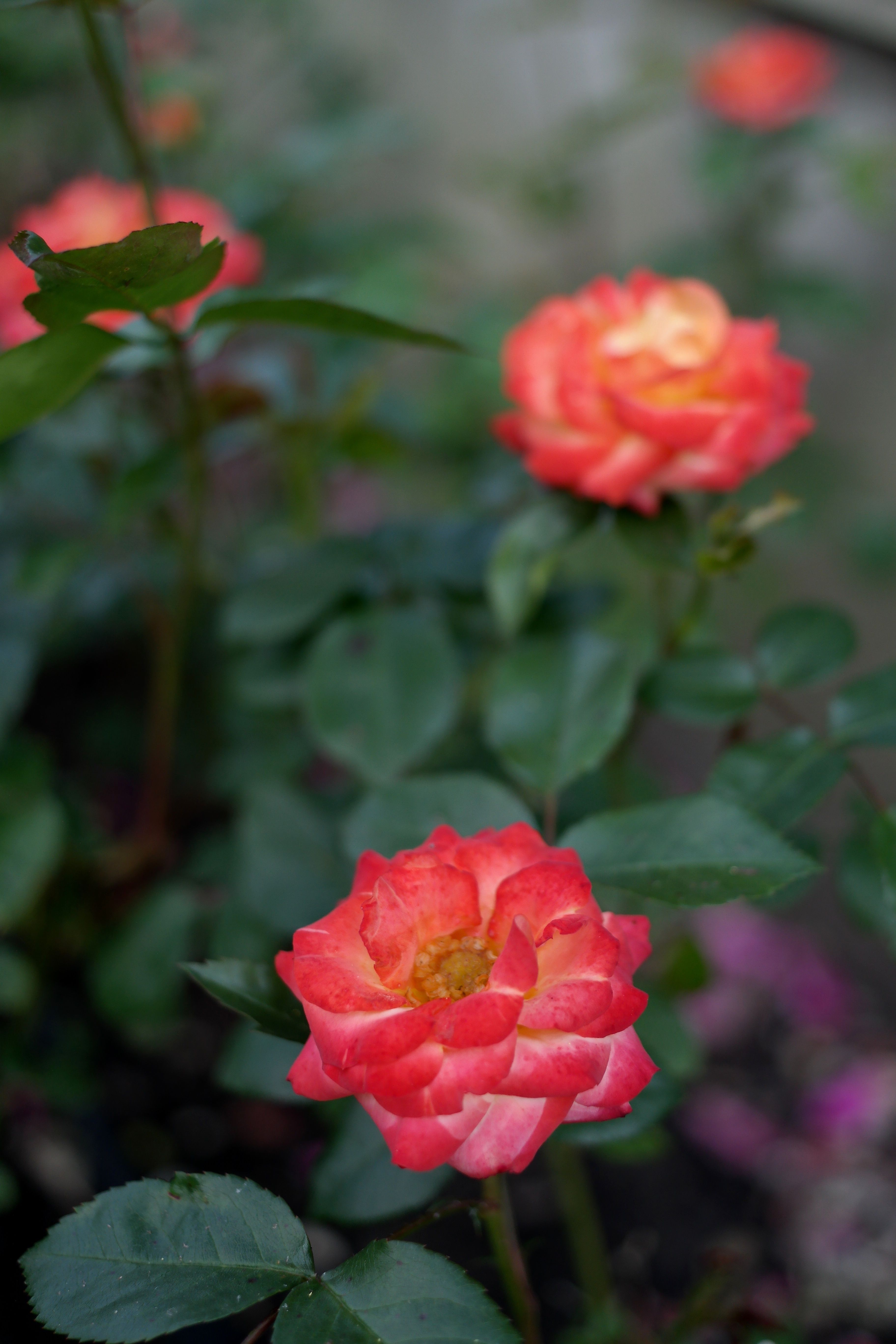 Multiple Roses Photos, Download The BEST Free Multiple Roses Stock ...