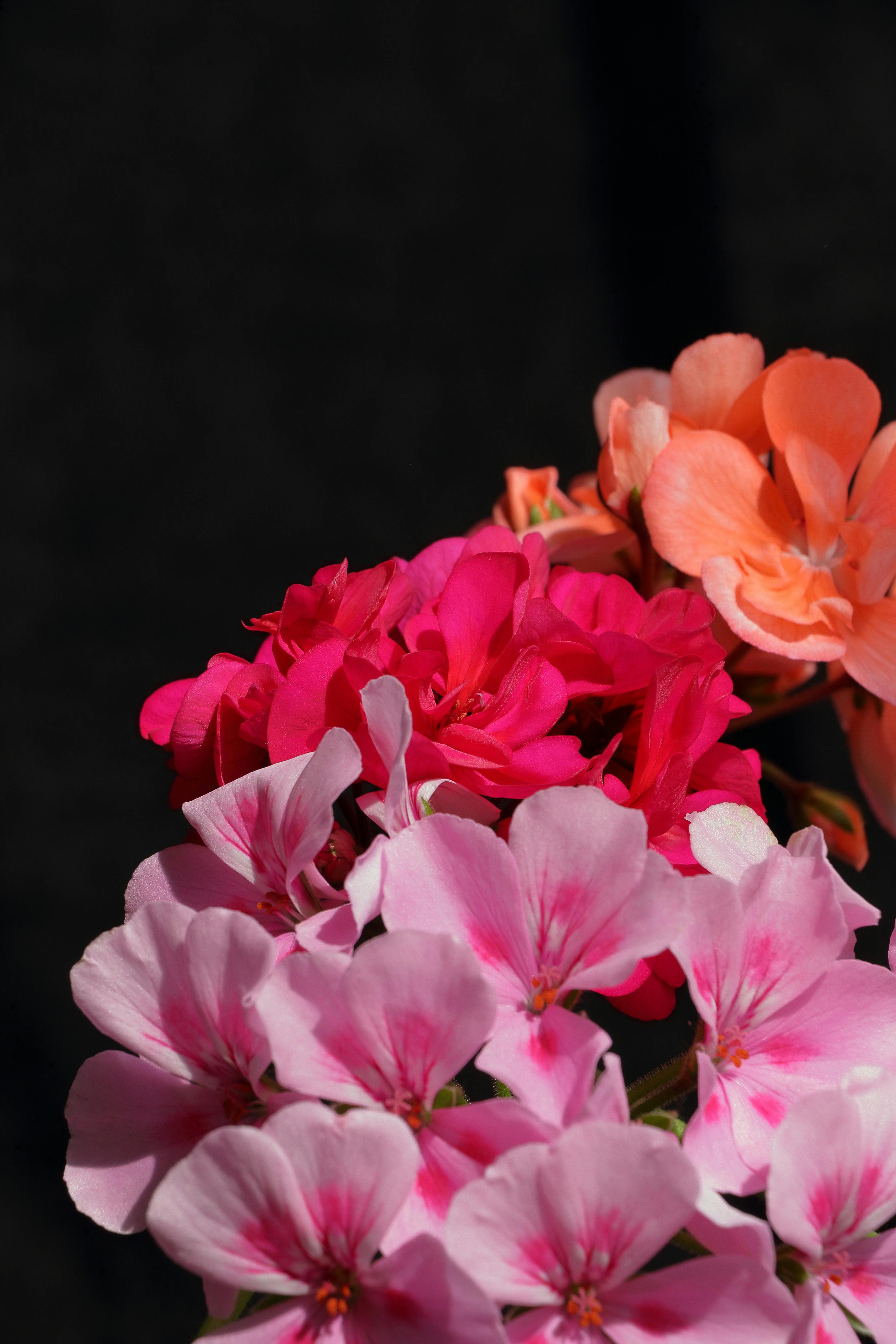 Exploring‍ the⁢ Unique Design and Aesthetic Appeal ⁣of the Cuisinart Geranium