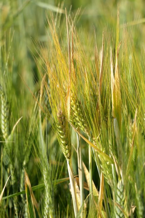 Free Vibrant close-up of green wheat ears on tall stalks glowing in sunlight. Stock Photo
