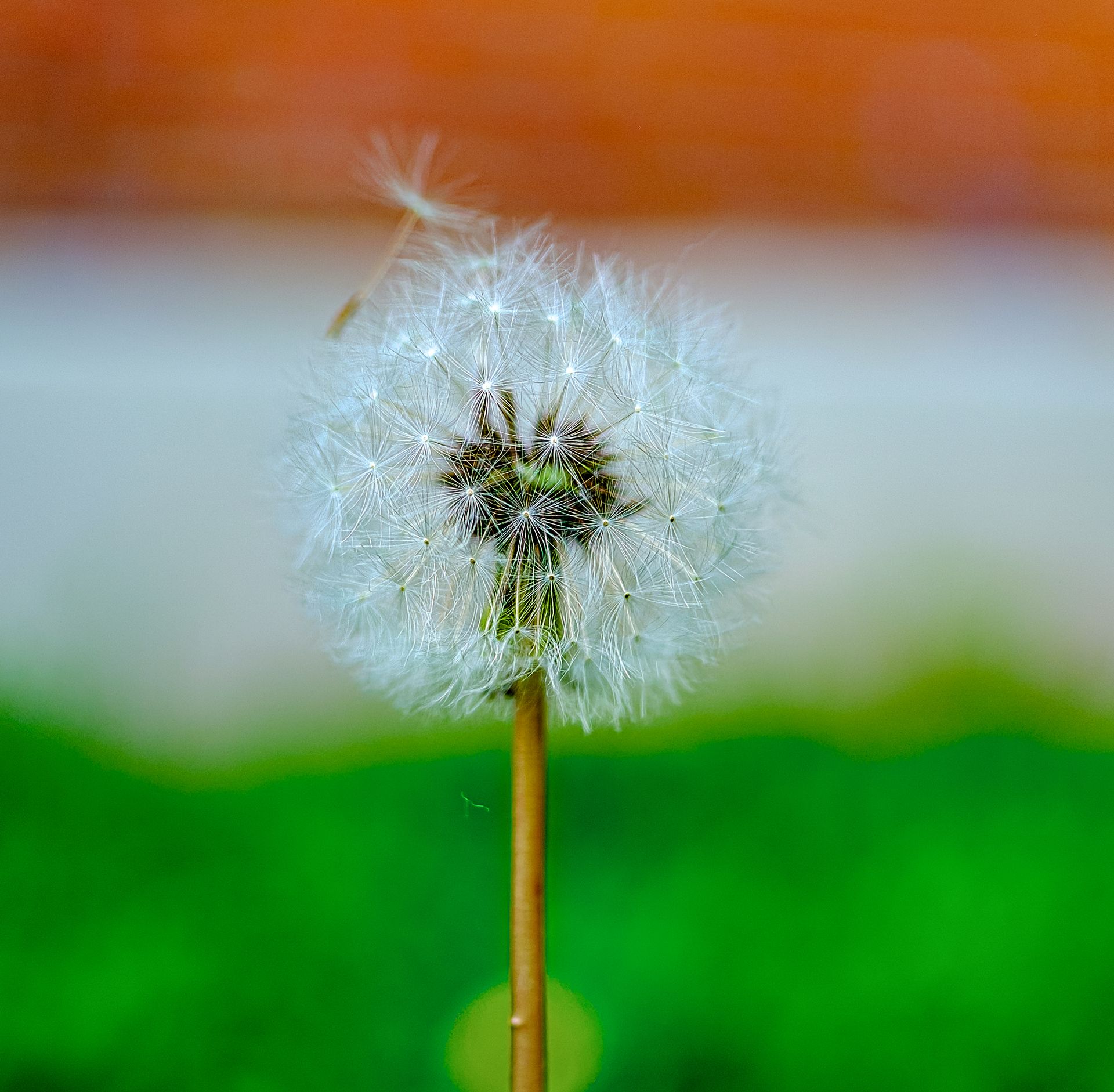 Detailed dandelion seed head against a blurred garden backdrop, symbolizing nature and growth.