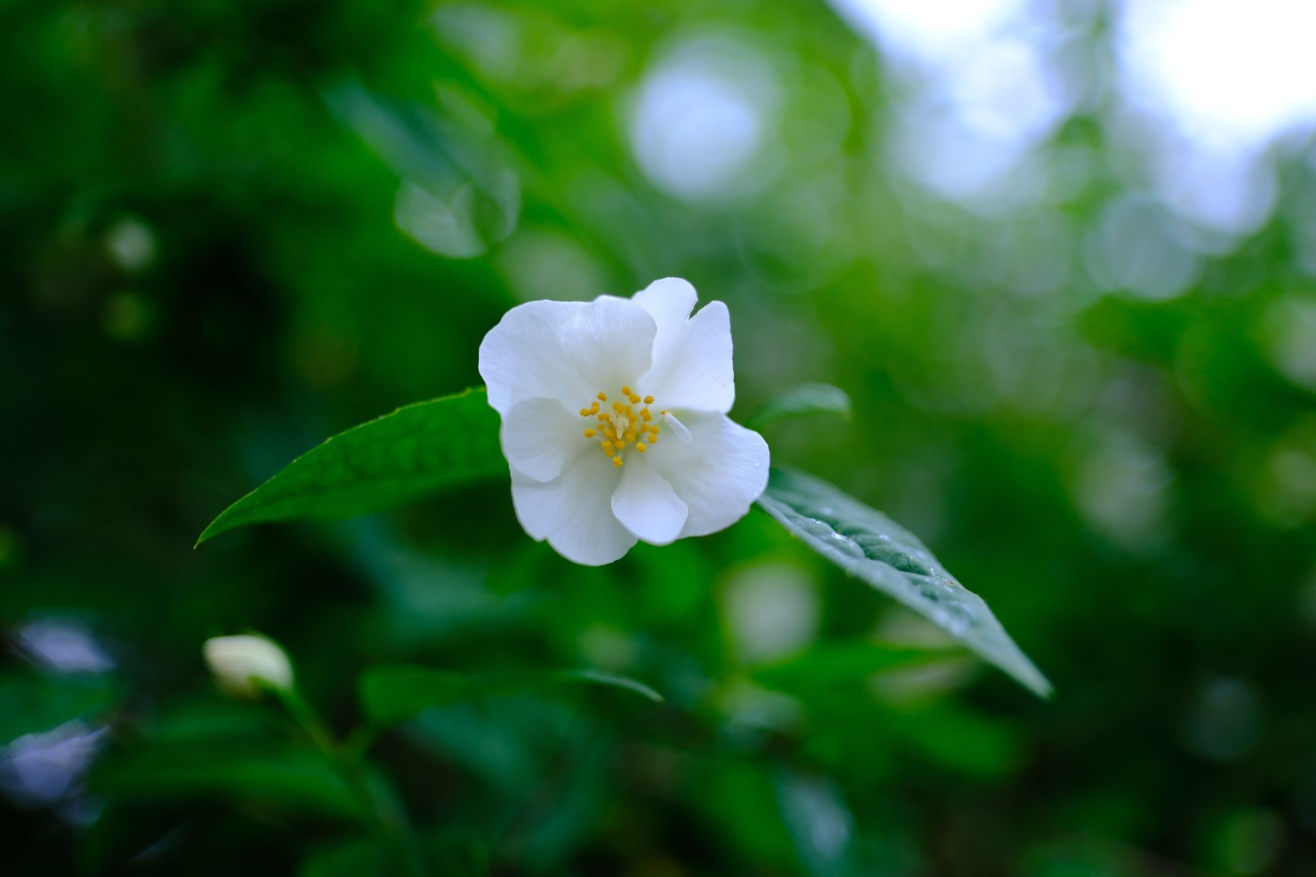 Close-up of a white jasmine flower with lush green background.