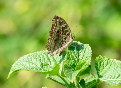 Free A detailed close-up of a brown butterfly perched on a leaf in a sunlit garden. Stock Photo