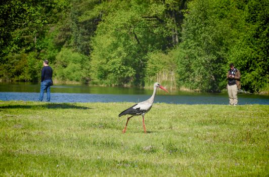 A stork walks on grassy riverside with people in the background, capturing a serene scene in Belarus.