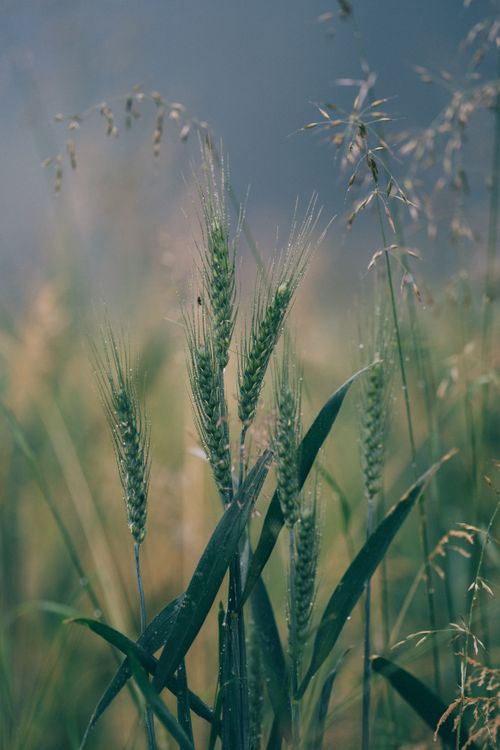 Free Serene close-up of lush green wheat stalks in a field, perfect for spring themes. Stock Photo