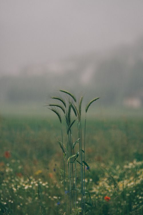Free Serene close-up of grass stalks in a misty field, capturing a calm, natural ambiance. Stock Photo