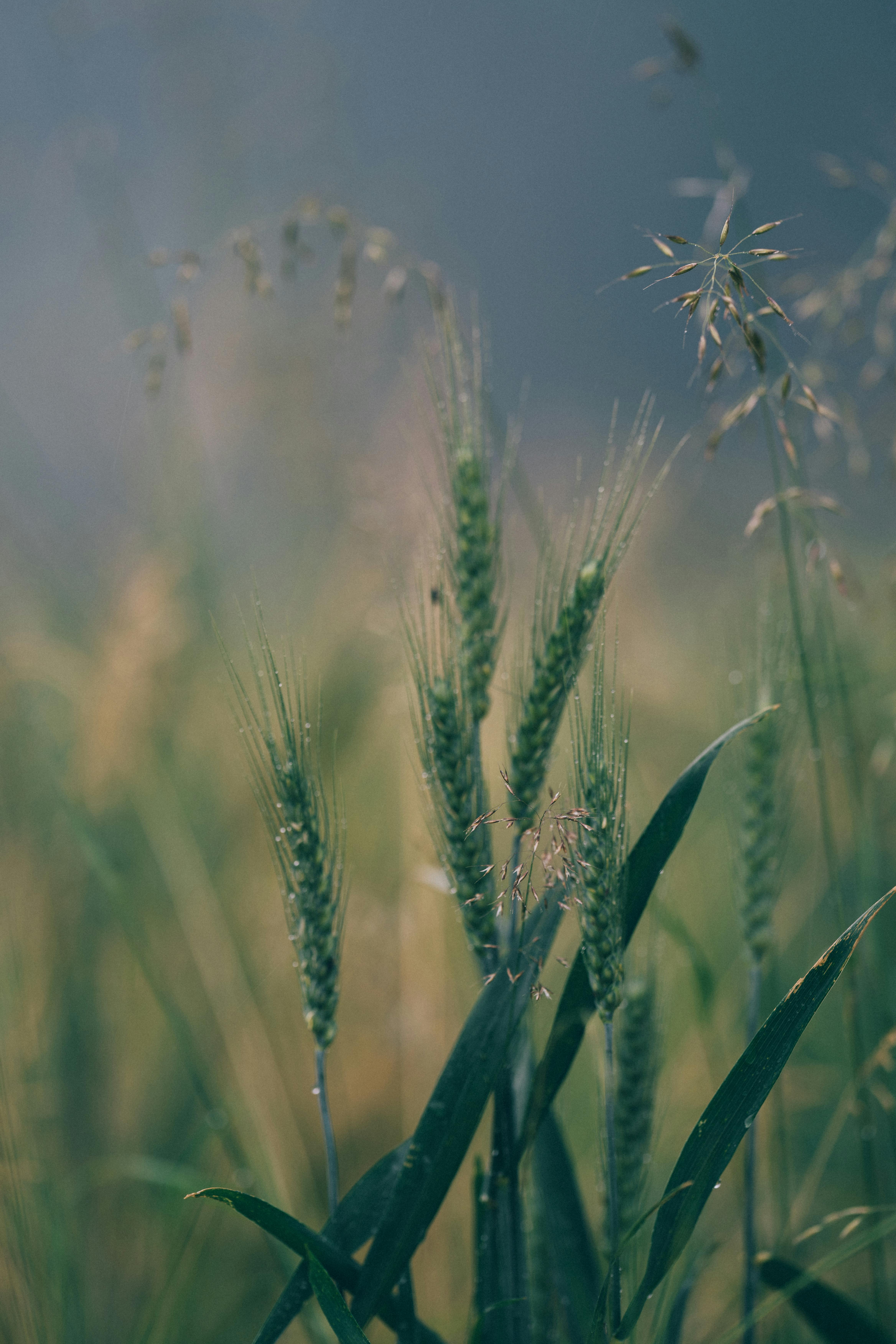 Atmospheric close-up of green wheat stalks in a misty field creates a serene and natural feeling.