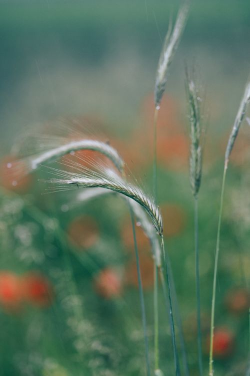 Free Artistic focus on grain stalks swaying in a blurred green and orange field, typical of summer. Stock Photo