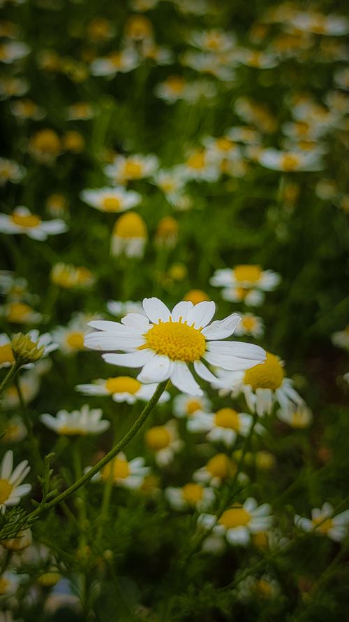 Free Close-up view of blooming Chamomile flowers in a lush green field creating a serene summer landscape. Stock Photo