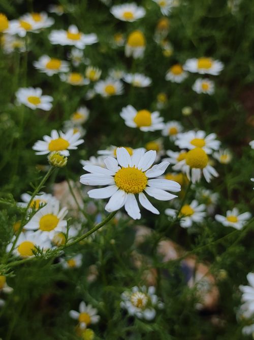 Free Vibrant chamomile flowers in bloom, showcasing white petals and yellow centers. Stock Photo