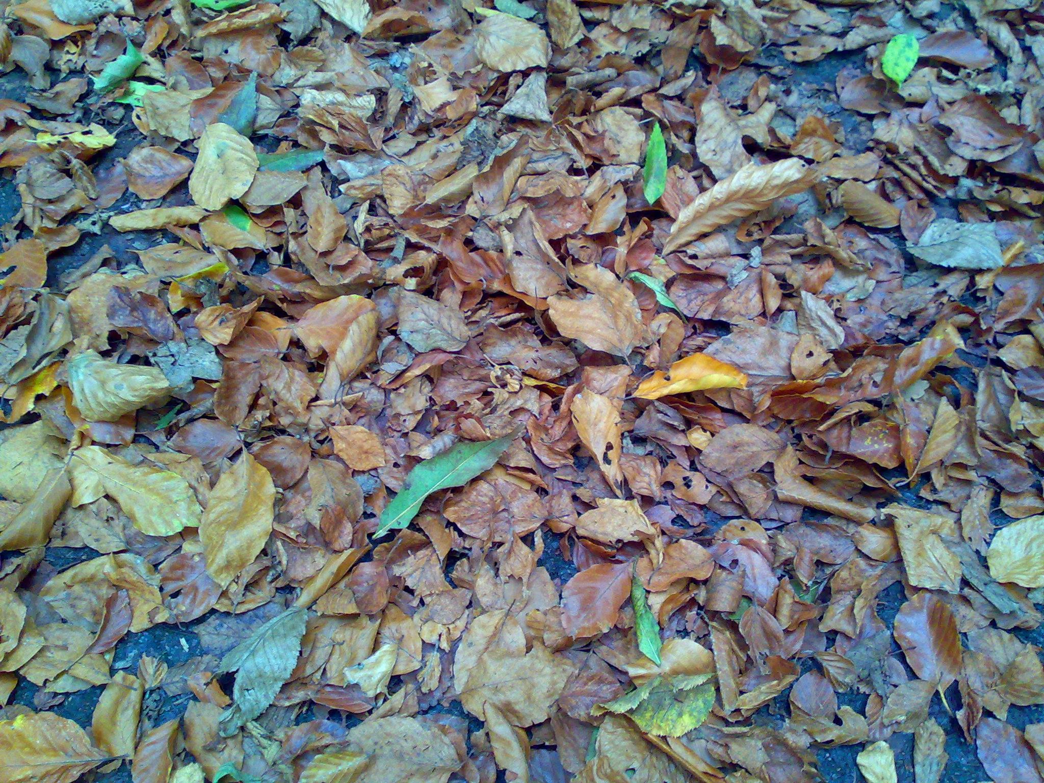 Free stock photo of autumn leaves, fall foliage, foliage