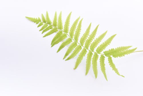 Close-up Of A Fern Leaf on White Background