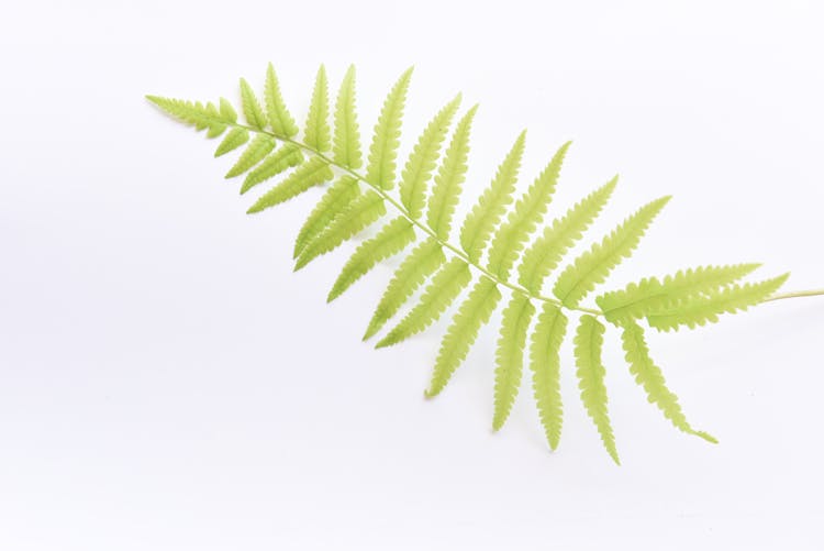 Close-up Of A Fern Leaf On White Background