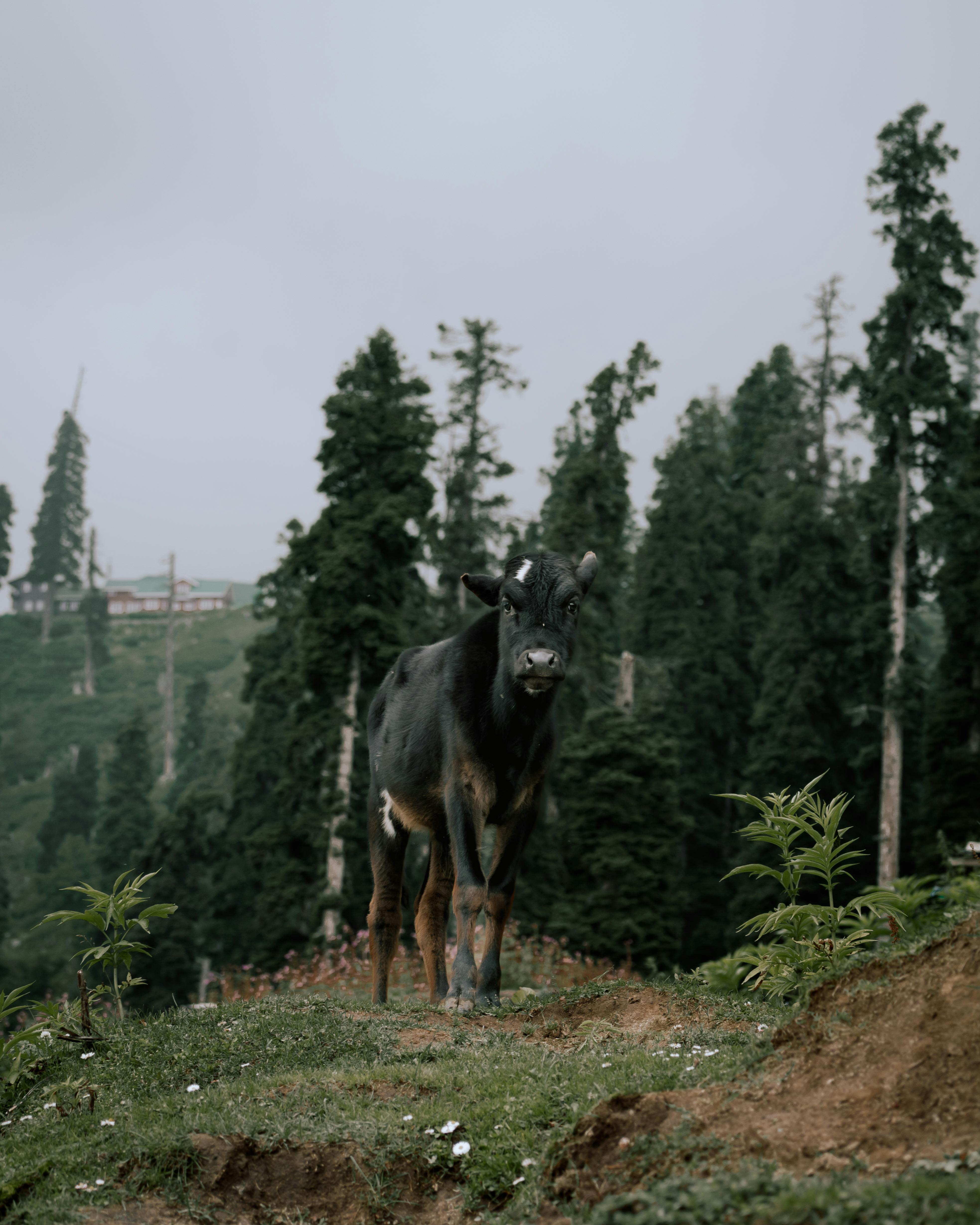 Black cow standing in a serene forest clearing, surrounded by tall trees and natural landscape.