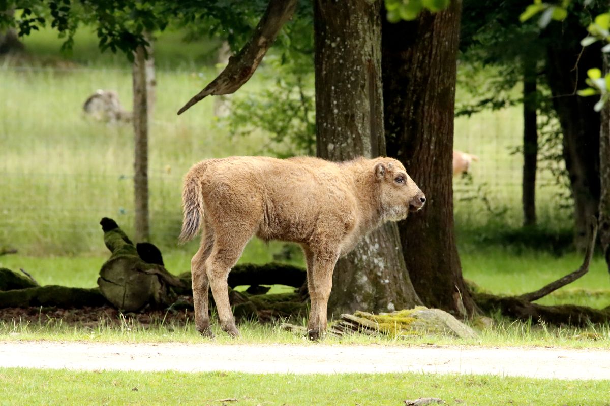 Bison calf in grassy field