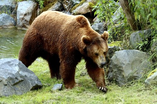 Free A powerful brown bear walking near a rocky stream, surrounded by lush vegetation and the tranquility of nature. Stock Photo