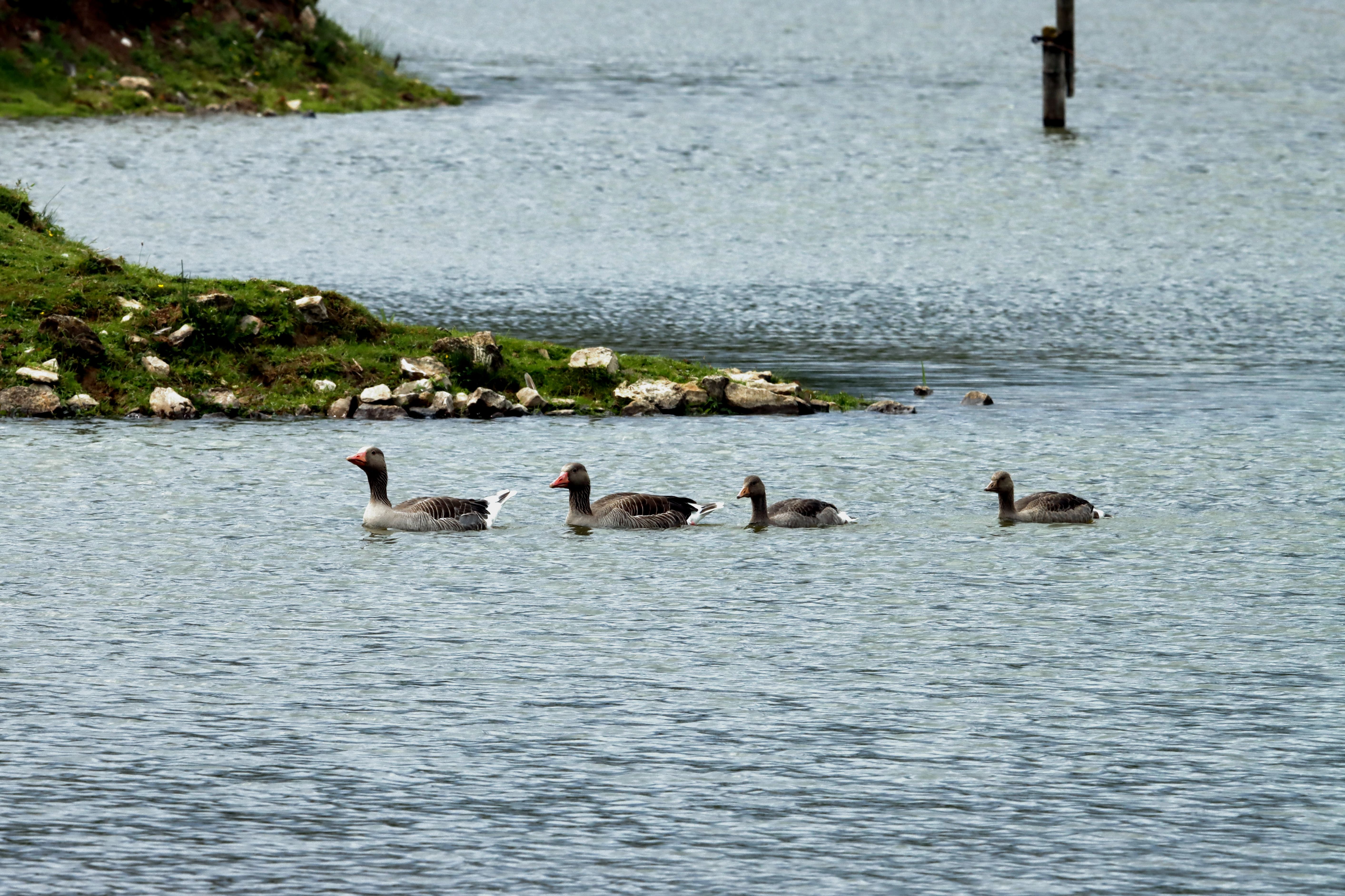 Four Geese Swimming in a Serene Lake Setting · Free Stock Photo