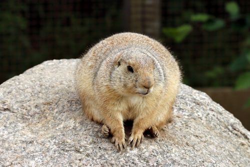 Free A prairie dog sits on a rock in daylight, looking content and calm outdoors. Stock Photo
