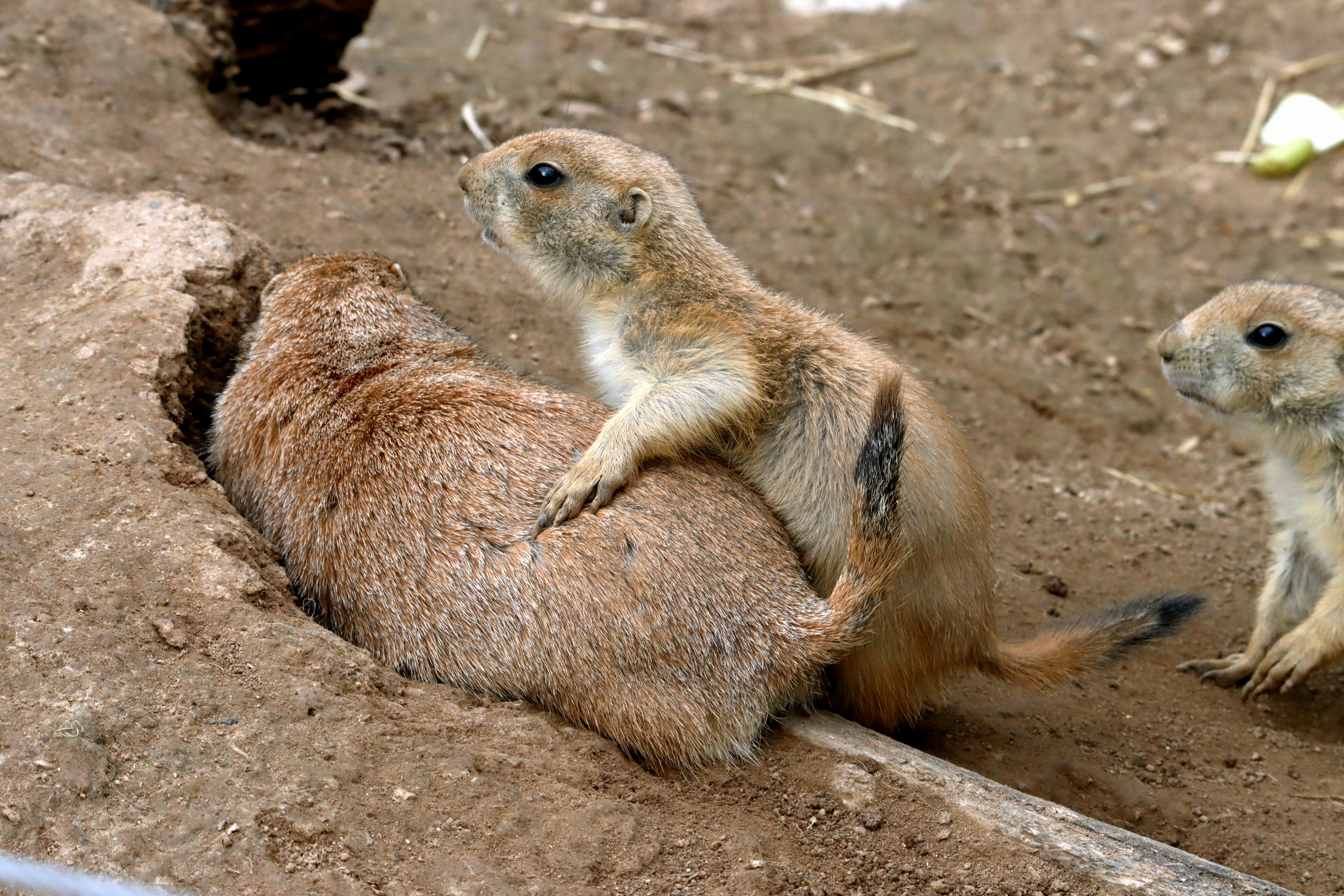 Behavioral Ecology Research: Understanding Animal Behavior in Their Natural Environment