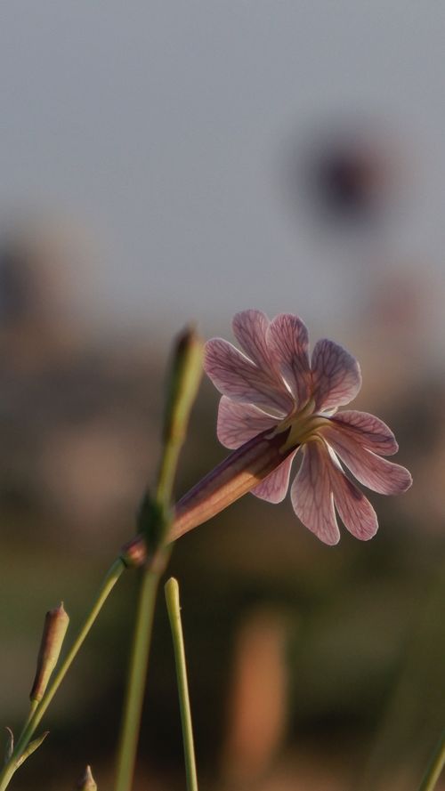 Free Delicate pink wildflower in full bloom with a blurred natural background. Stock Photo
