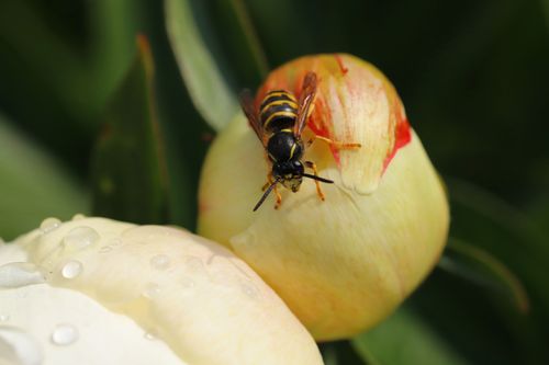 Free A wasp perches on a peony bud in spring, showcasing nature's beauty and pollination process. Stock Photo