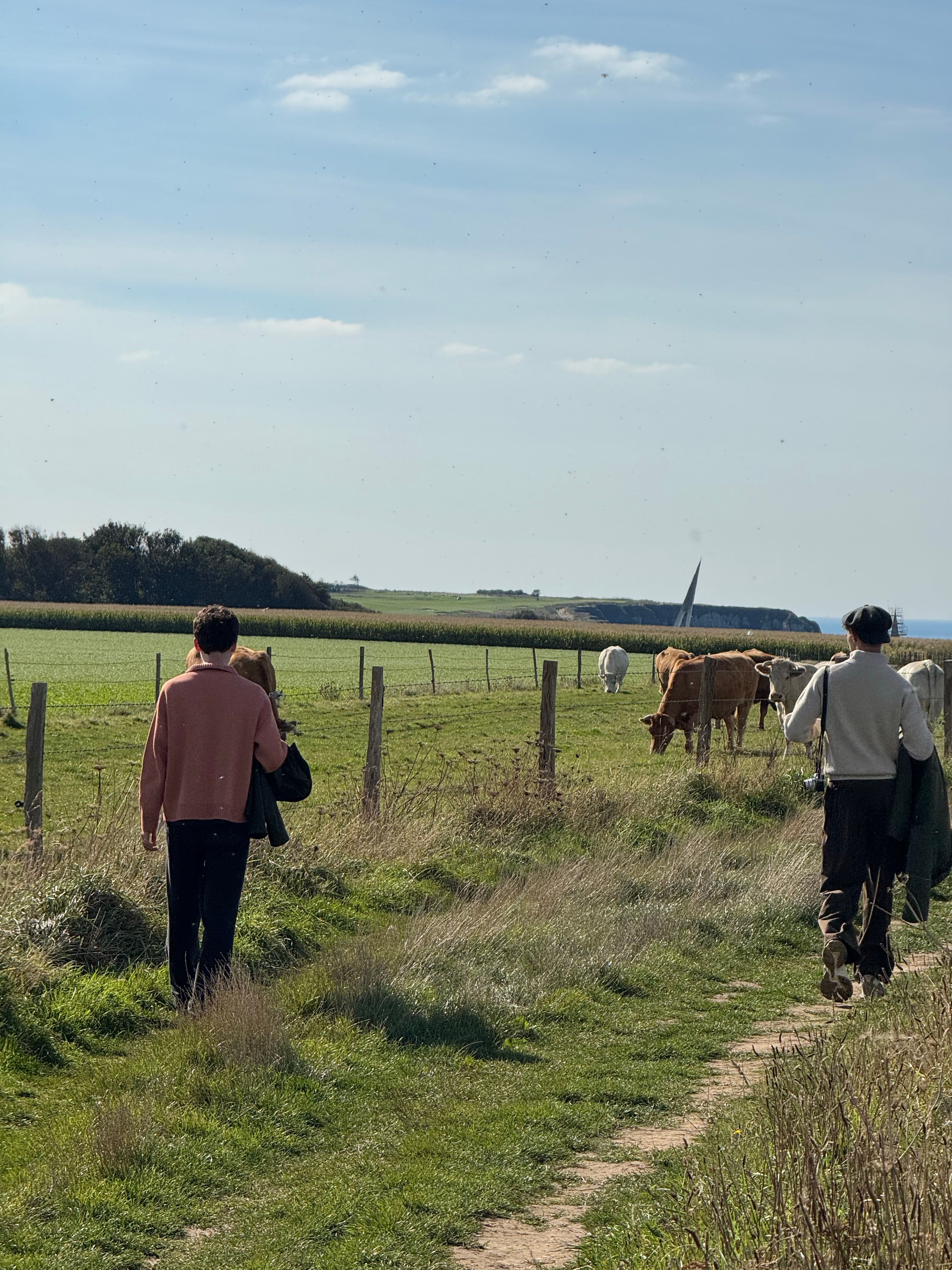Rural Stroll in Countryside with Grazing Cows · Free Stock Photo