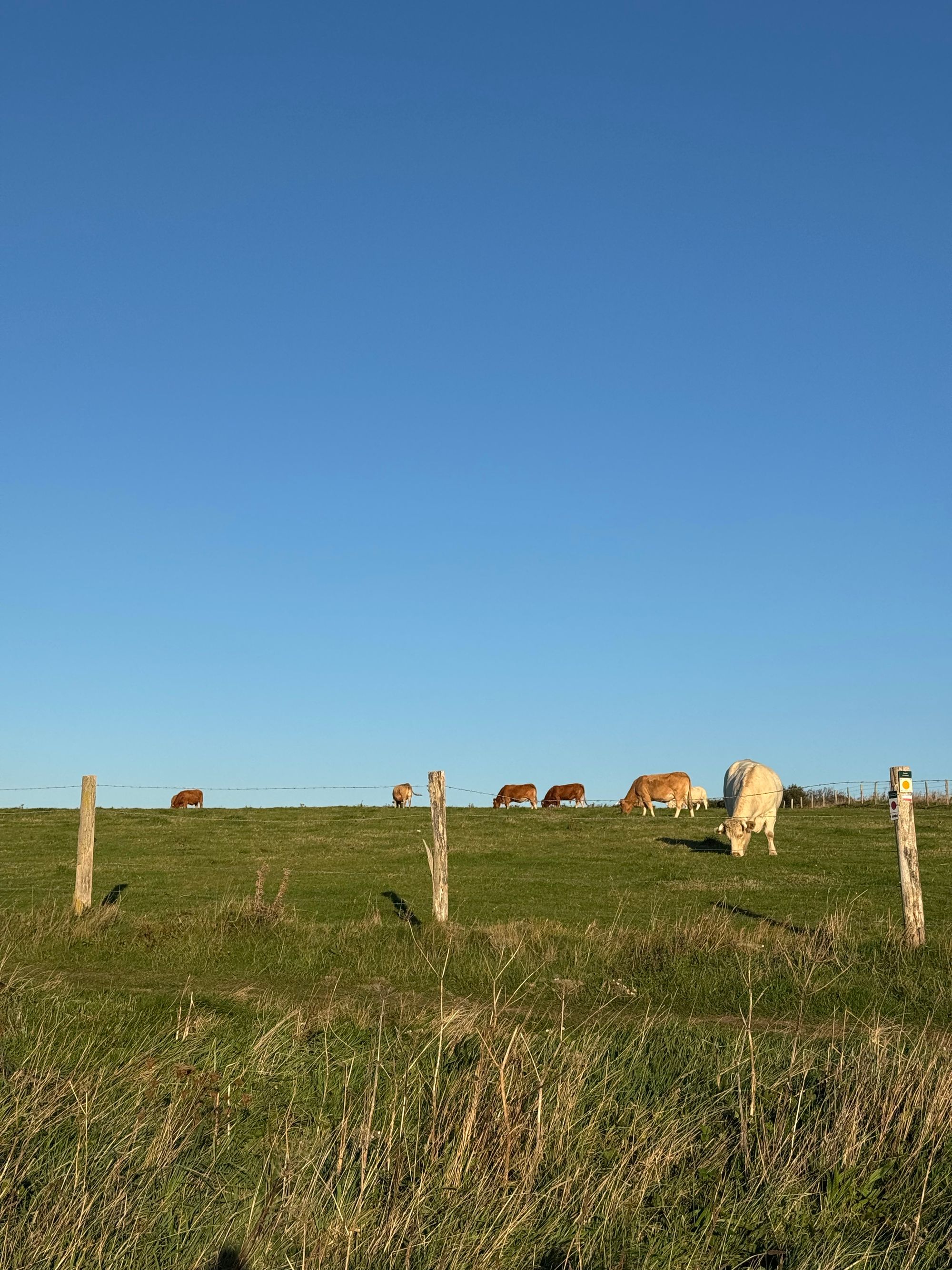 Cattle grazing in an open green pasture in natural light
