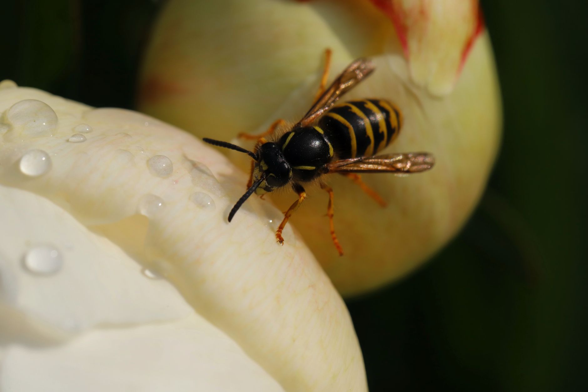 Bee Removal Licensing in Palm Desert, CA