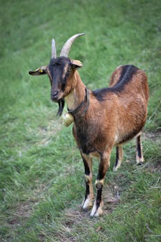 A brown goat with a bell stands in a lush Bavarian meadow during summer.
