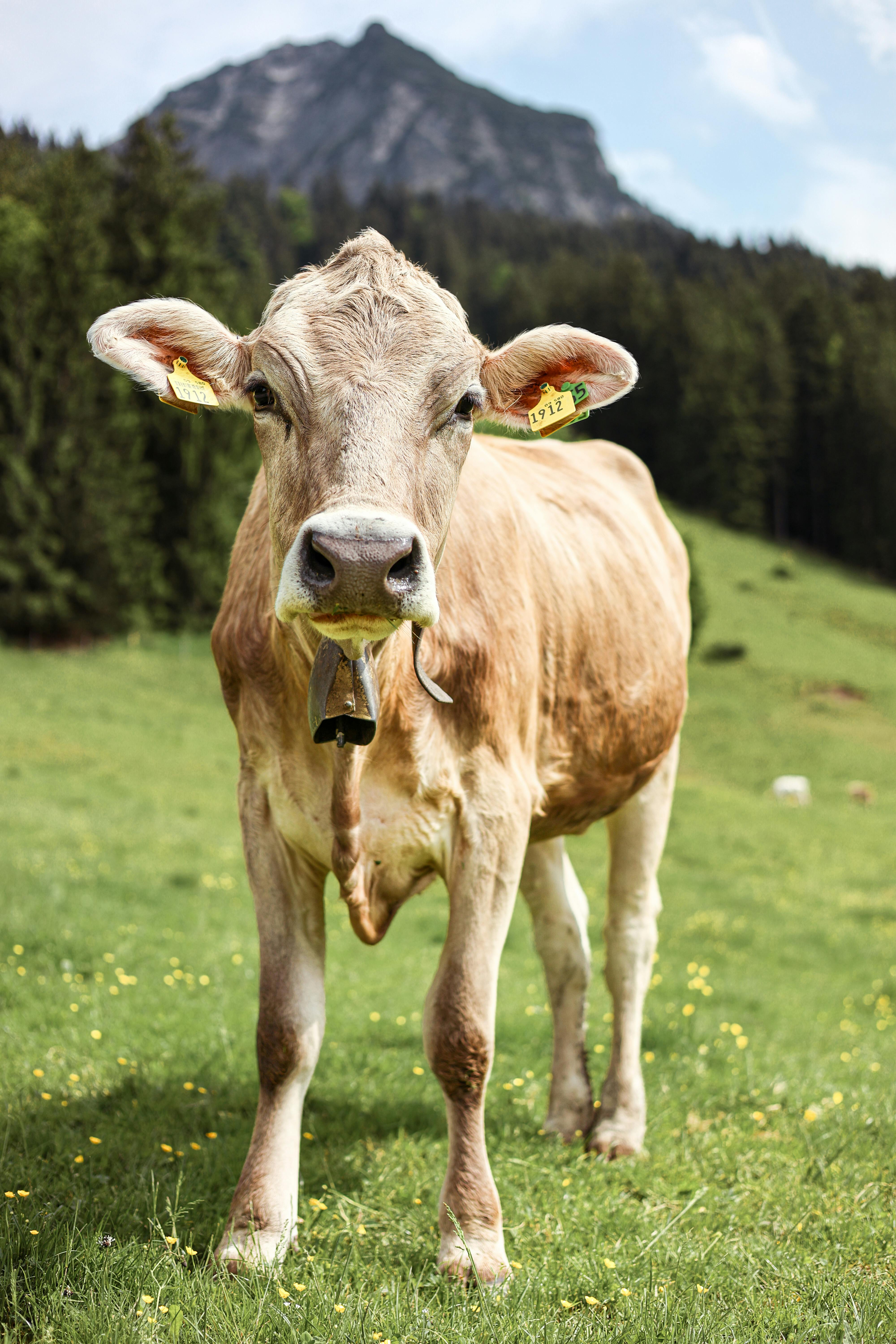 A close-up of a brown cow standing in a lush green pasture in Oberstdorf, Bavaria, with a mountain backdrop.