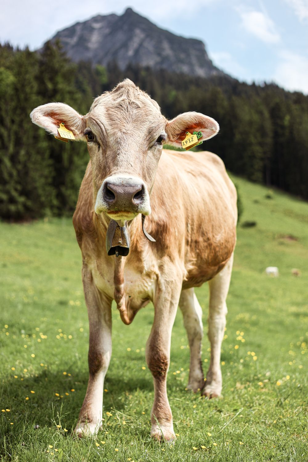 Berog Rind Kostenloses Foto zum Thema: ackerland, agriculture, allgaeu, alpen ...