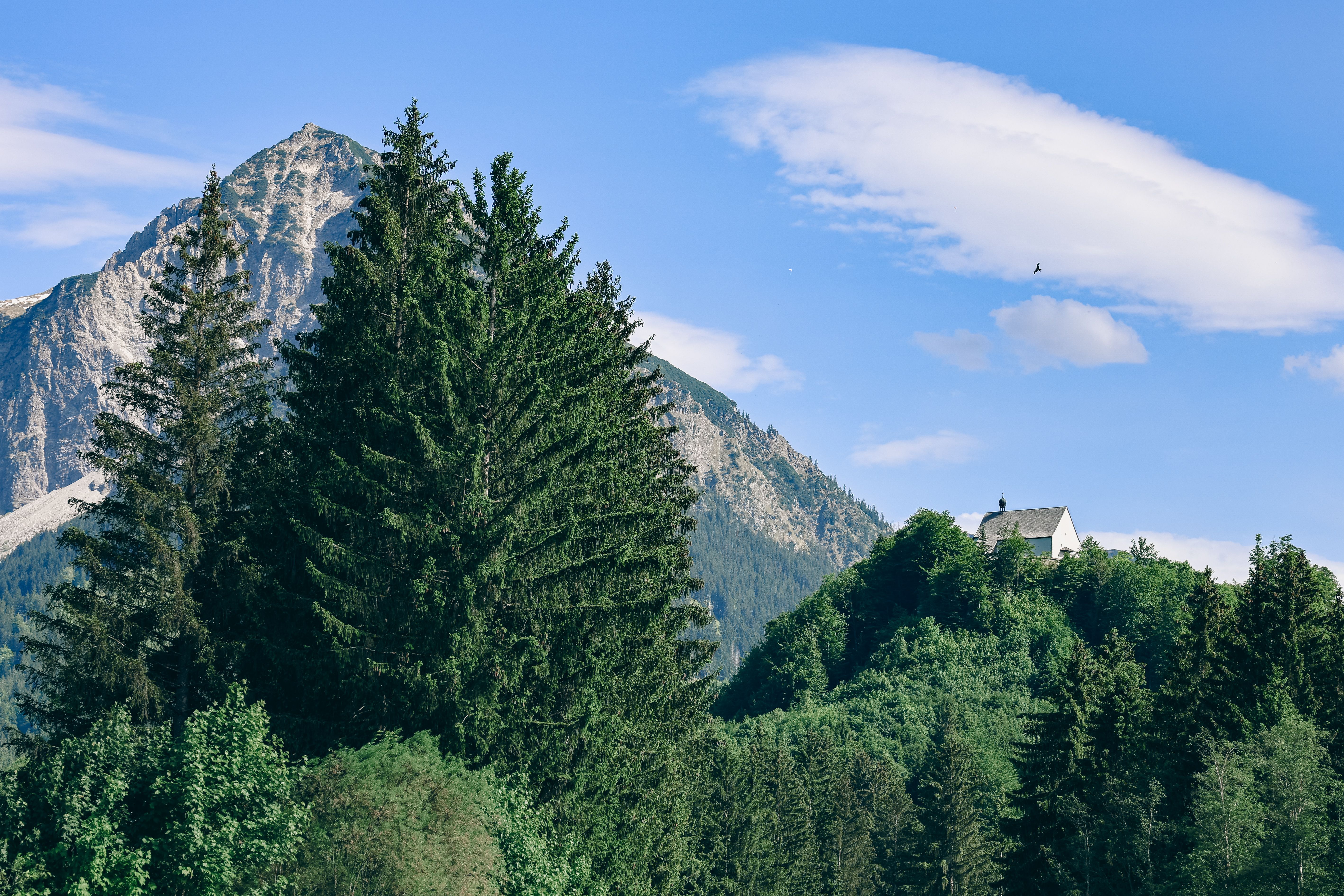 Wald im Pinzgau