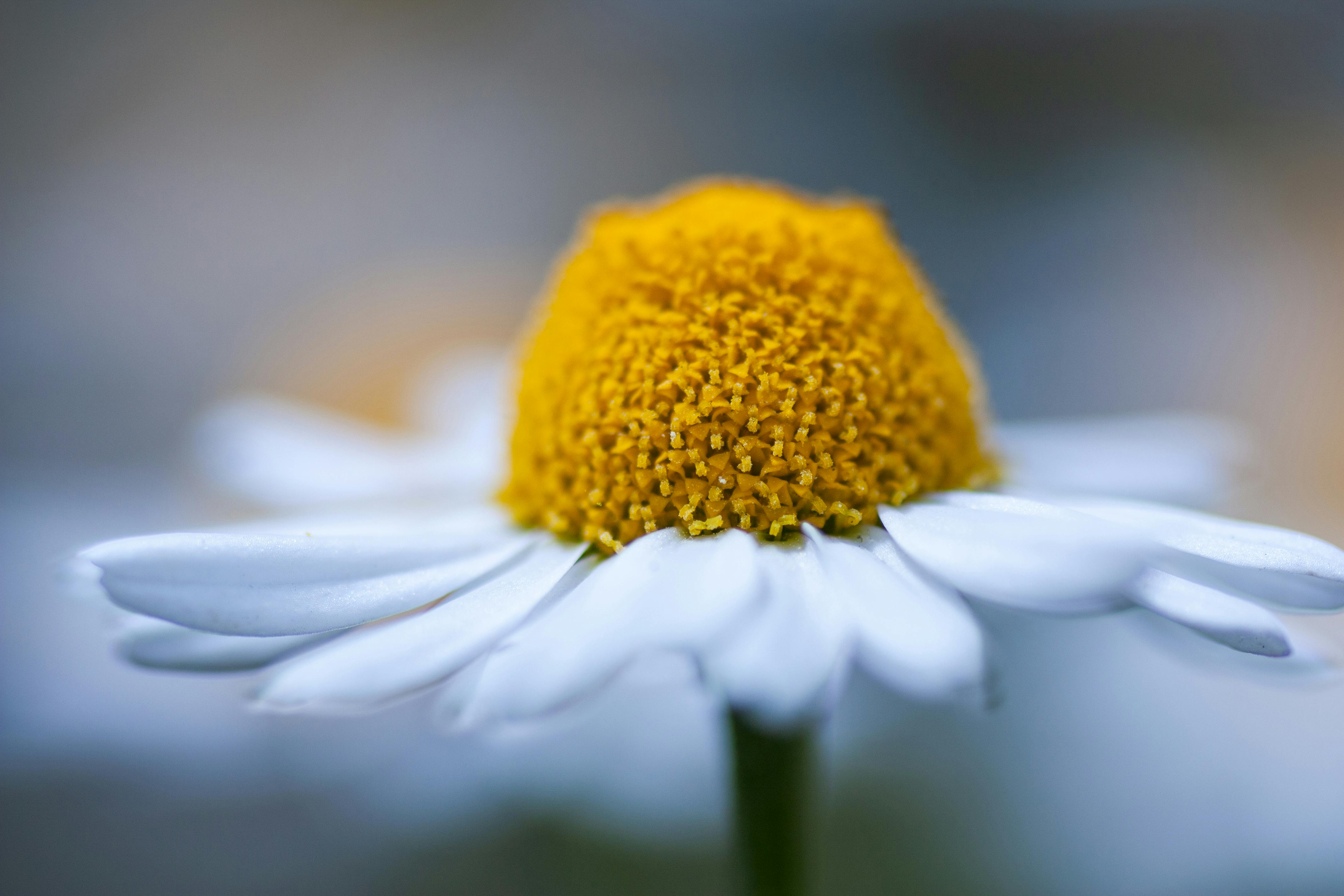 Macro shot of a vibrant daisy showcasing its yellow center and white petals.