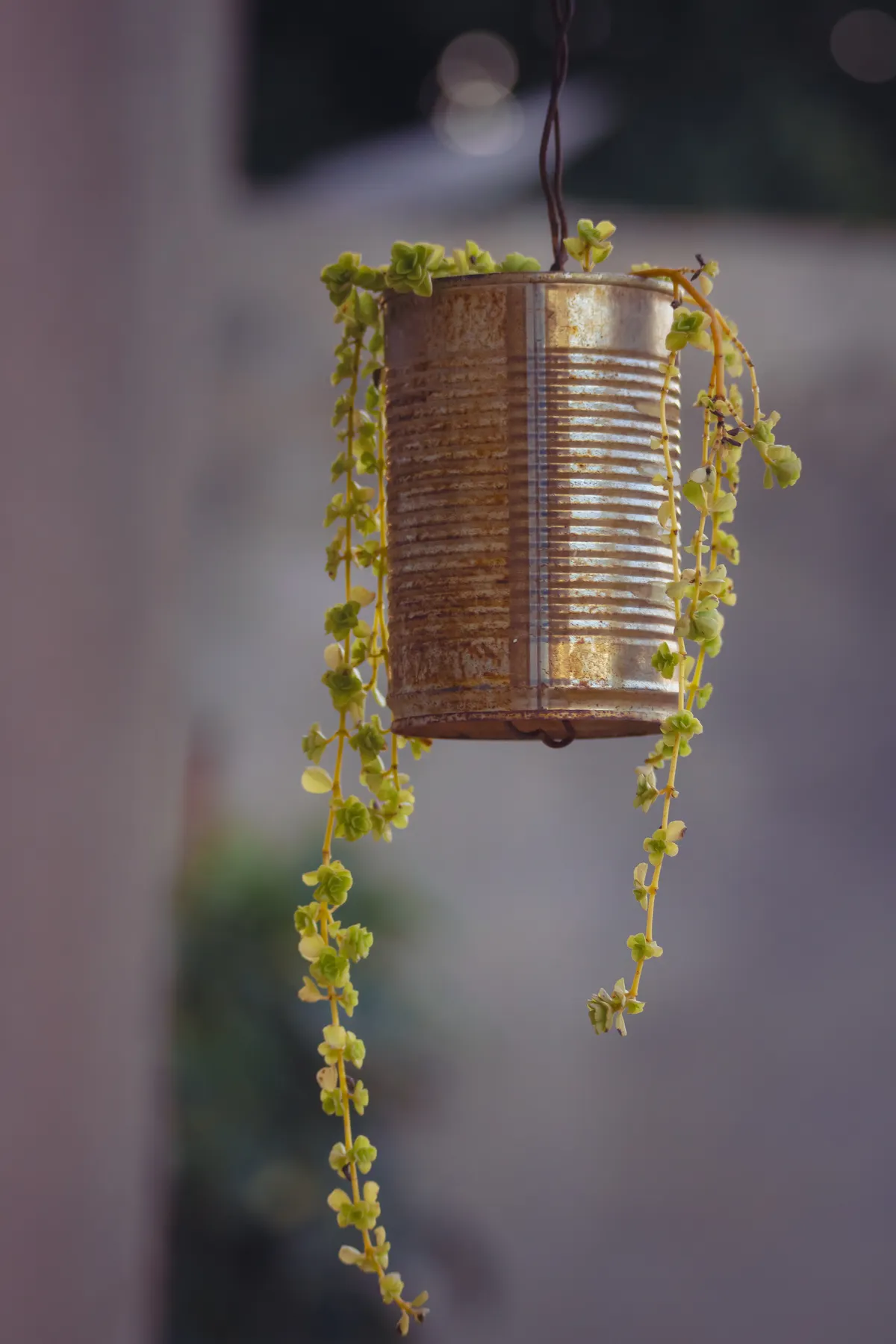 Kaleng bekas diubah jadi pot gantung kreatif berisi tanaman sukulen sebagai upcycling project
