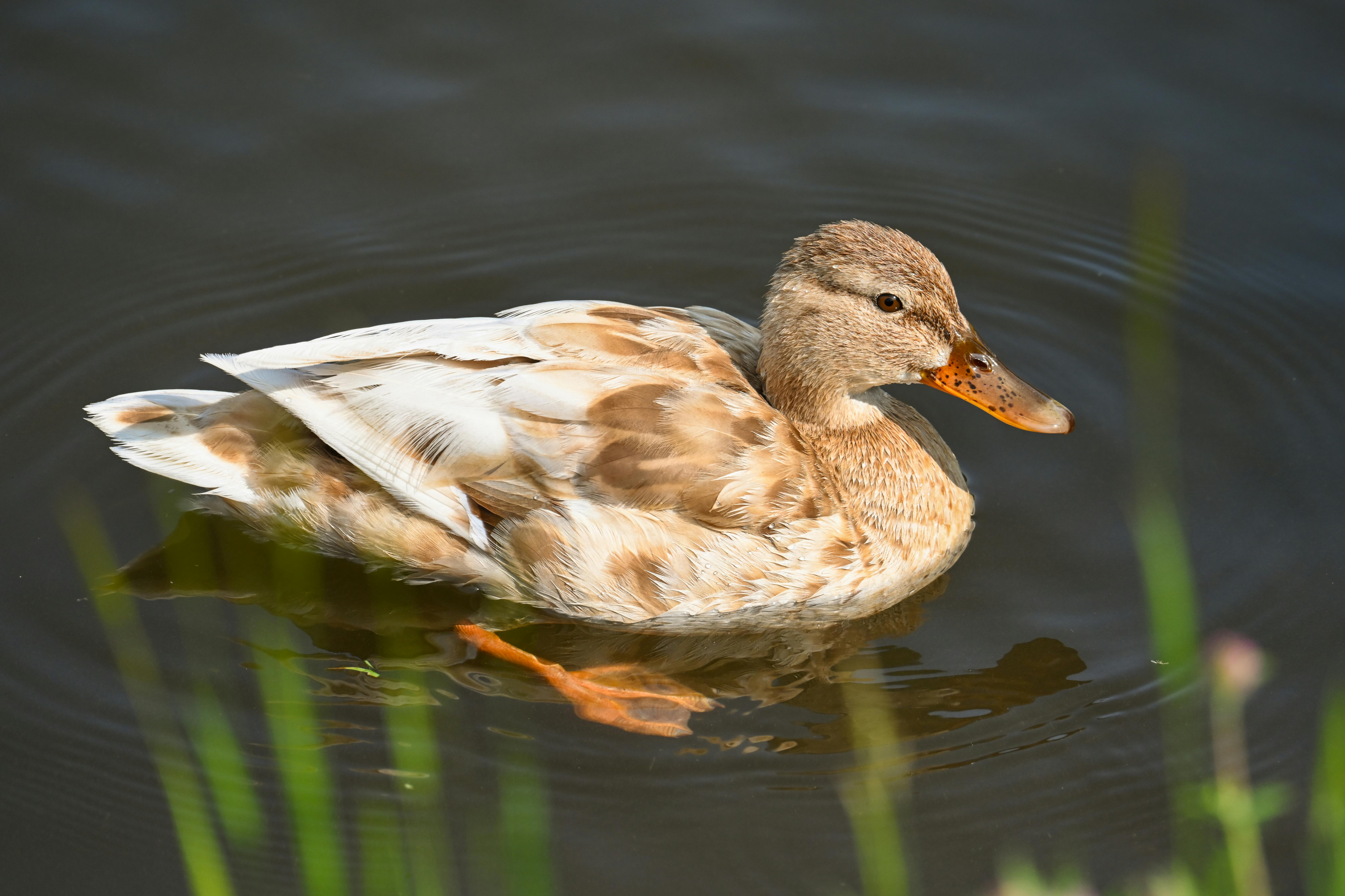 Floating Hydropower Plants: Holding the Future of Renewables