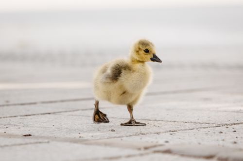 Free A young gosling walks on paved ground, showcasing its fluffy appearance in Düsseldorf, Germany. Stock Photo