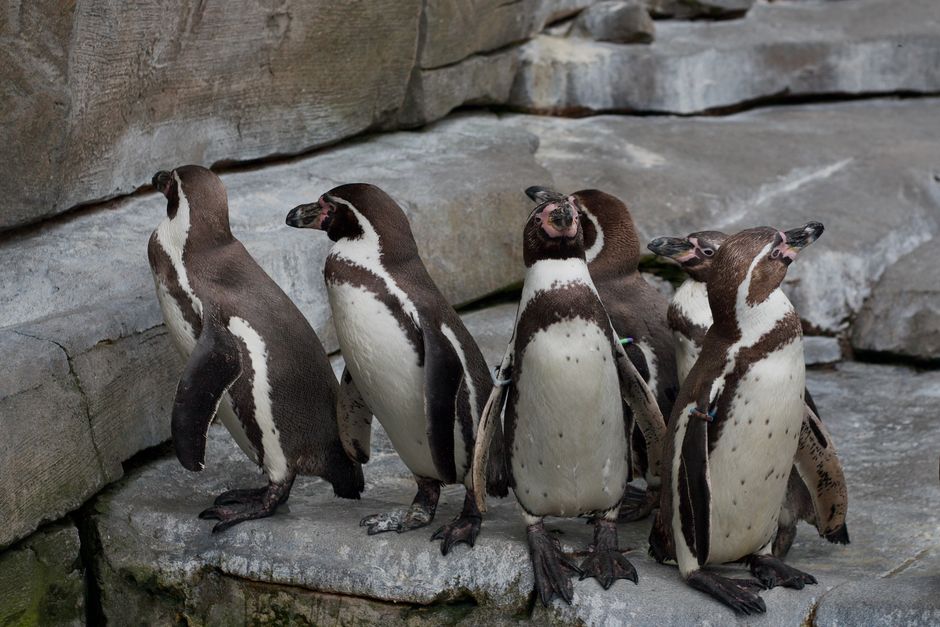 Fotomural Un grupo de pingüinos de Humboldt de pie sobre rocas en un zoológico de Hamburgo, Alemania.