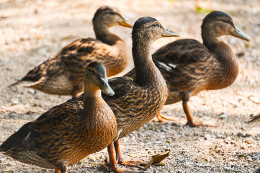 Four juvenile mallard ducks walking on a sandy path in a park.