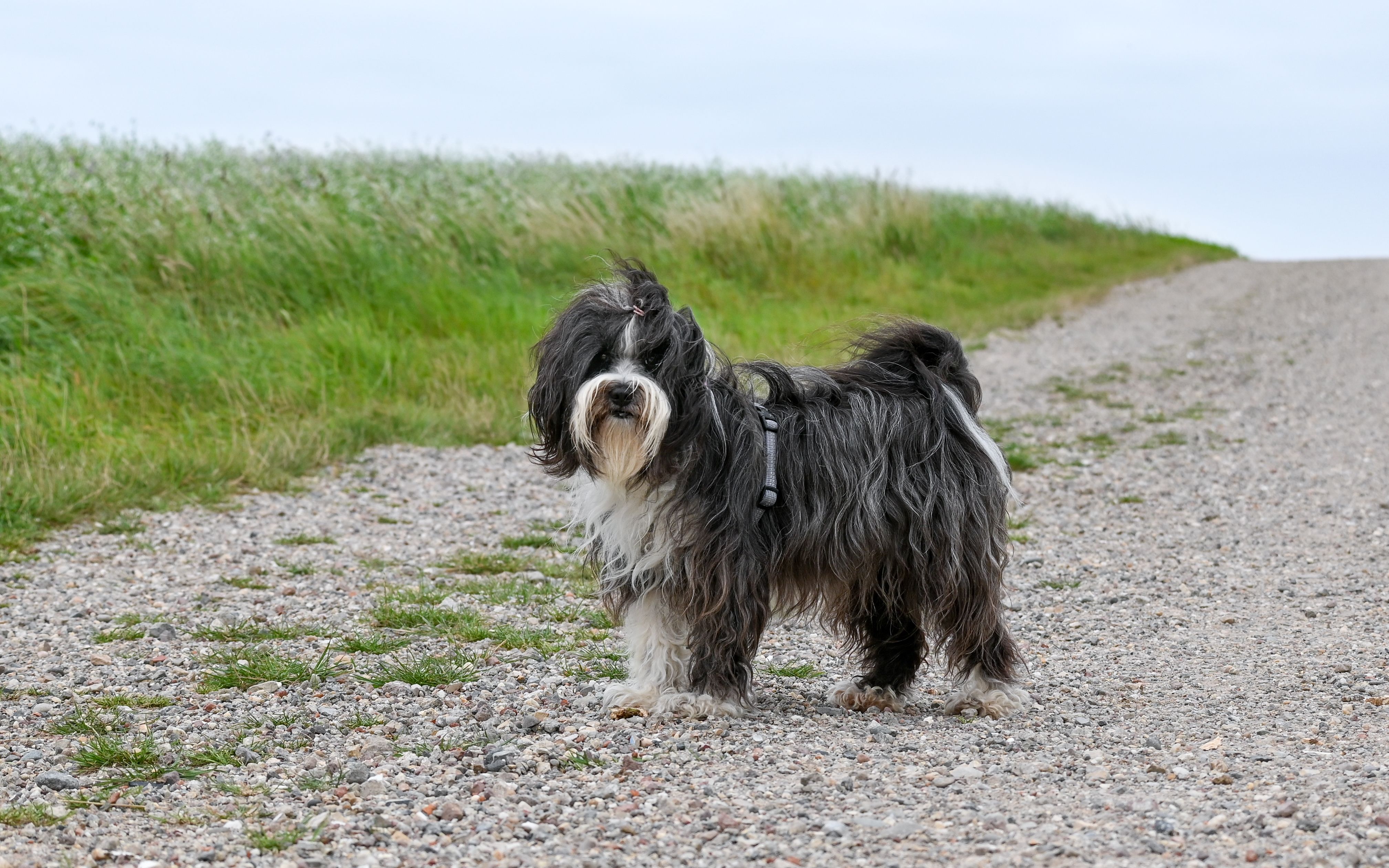 A Tibetan Terrier stands on a gravel path surrounded by green fields, under a cloudy sky.