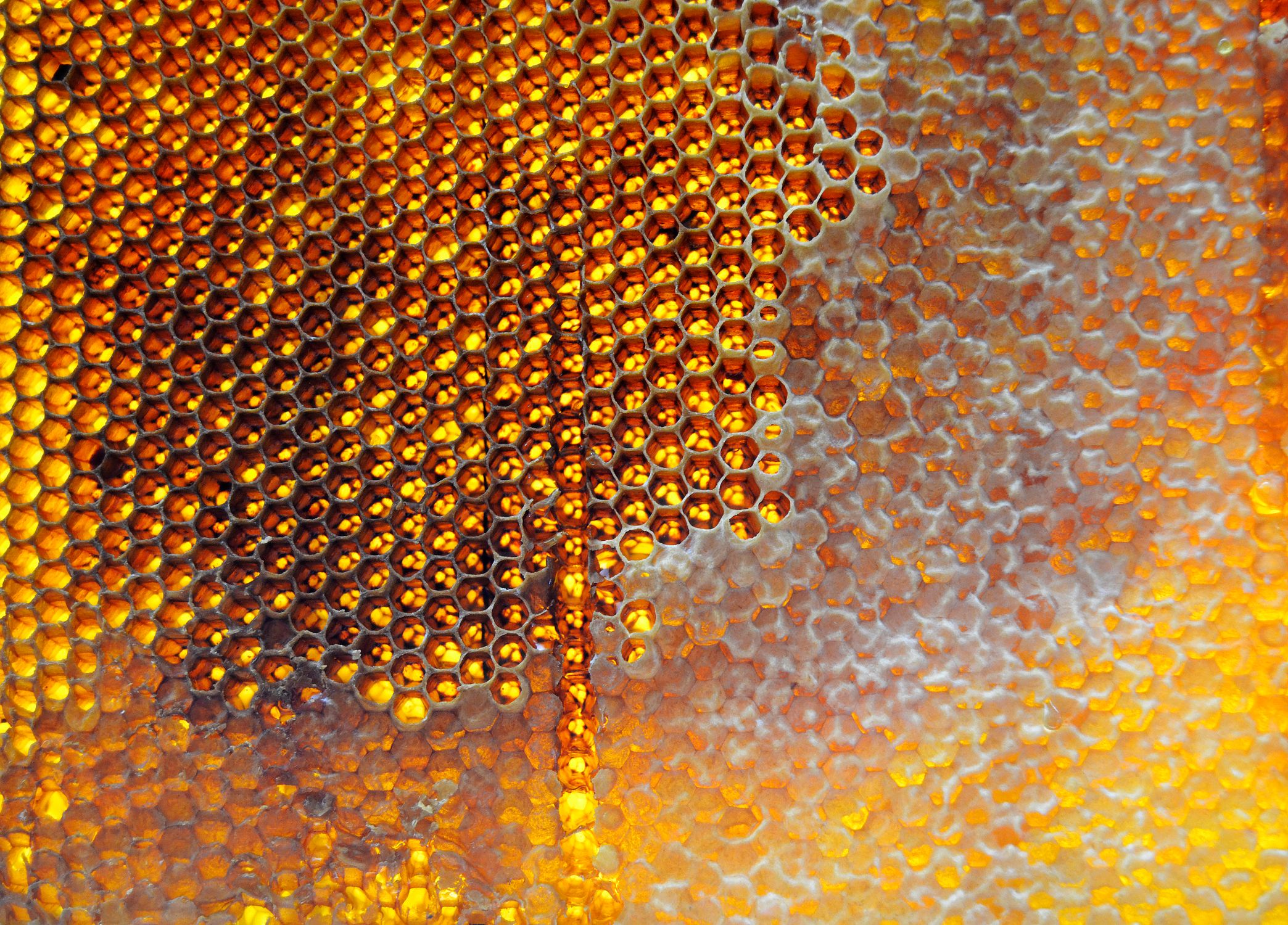 Close-up of vibrant honeycomb structure