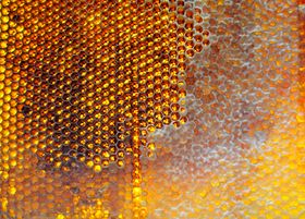 Honeycomb filled with golden honey — photo by Oleh Korzh on Pexels