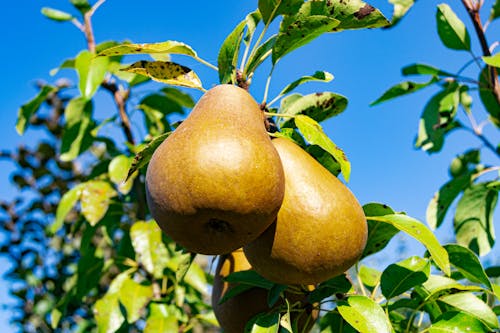 Northwest Pear Harvest Rebounds with 60% Surge
