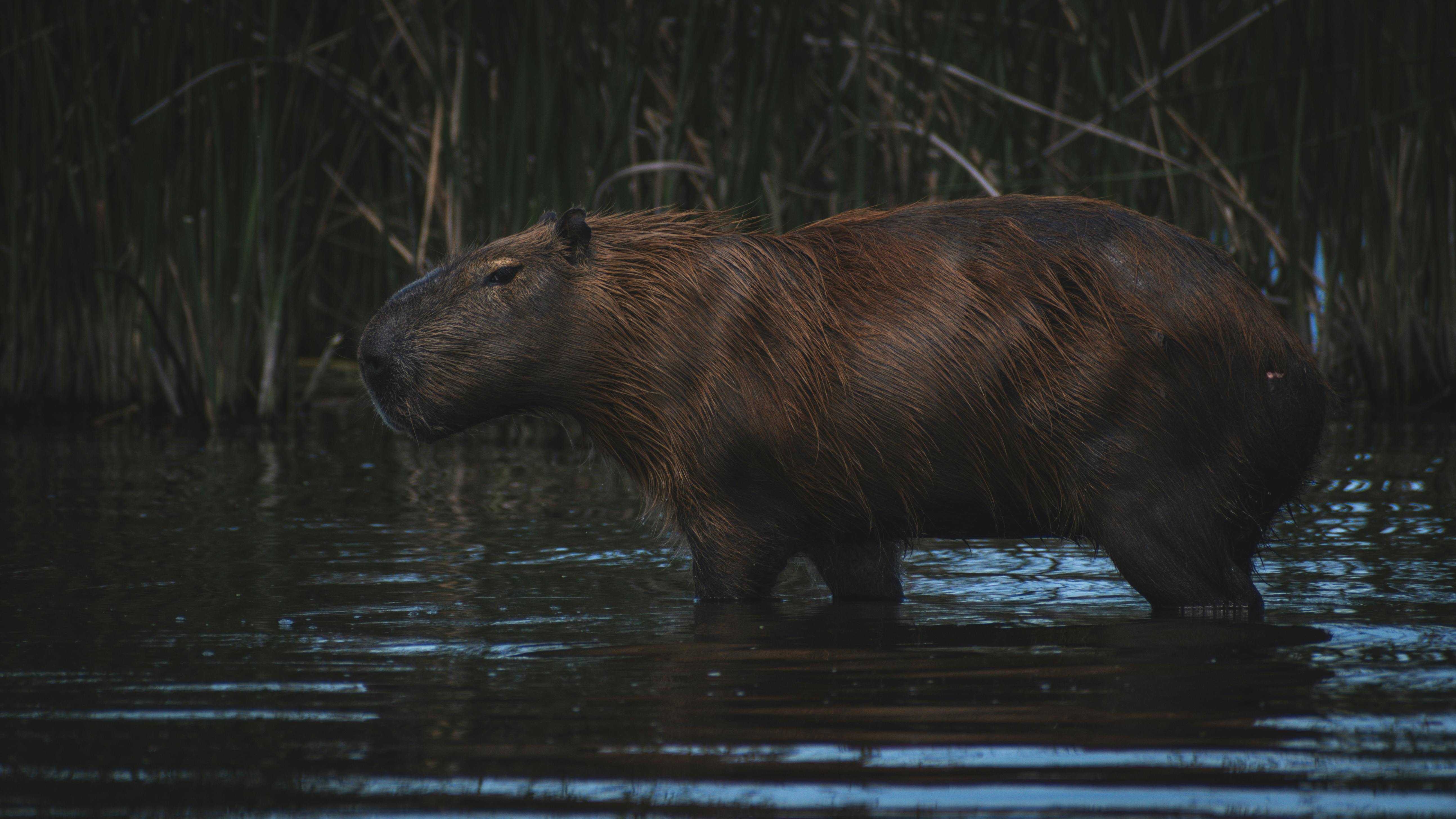 A capybara wading in the waters of Mar del Plata, surrounded by reeds.