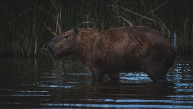 A capybara wading in the waters of Mar del Plata, surrounded by reeds.